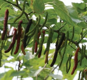 شاهتوت یا توت هیمالیایی